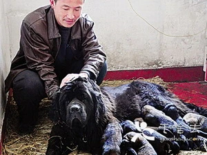 Ông chủ họ Tôn với đàn chó ngao Tây Tạng vừa mới sinh. (Nguồn: Chinadaily)