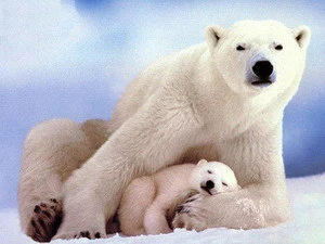 Gấu trắng Bắc cực đang đứng trước nguy cơ tuyệt chủng. (Nguồn: Internet)