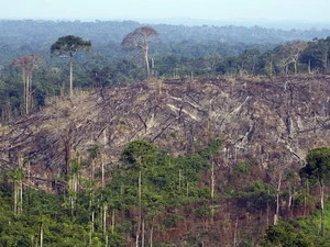 Một khu vực rừng Amazon bị phá hủy. (Nguồn: Getty Images)
