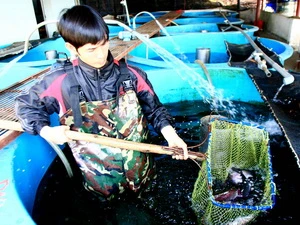 Cá hồi vân phát triển tốt trong điều kiện nước lạnh ở Sapa. (Ảnh: Huy Hùng/TTXVN)