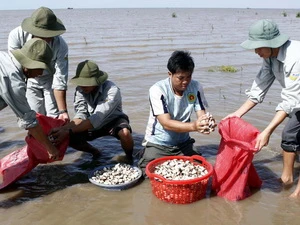 Thu hoạch nghêu. (Ảnh: Hoàng Hải/TTXVN)