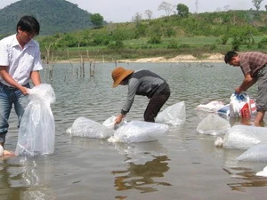 Thả 3 vạn cá giống xuống hồ thủy điện Tuyên Quang 