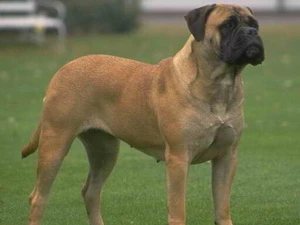 Một chú chó giống mastiff. (Nguồn: askville.amazon.com)