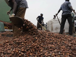 Công nhân chuyển cacao tại cảng Abidjan, Cote d'Ivoire. (Nguồn: AFP/TTXVN)