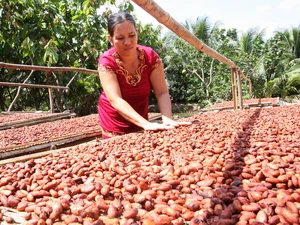 Phơi hạt cacao chuẩn bị cung ứng cho nhà máy chế biến xuất khẩu. (Ảnh: Đình Huệ/TTXVN)