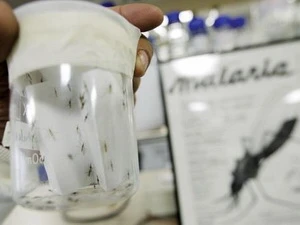 Bệnh sốt rét lây truyền chủ yếu qua đường muỗi đốt. (Nguồn: timesofmalta.com)