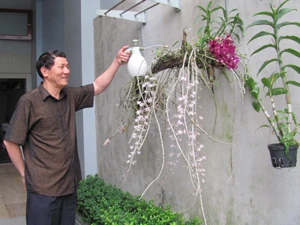 Anh hùng Phạm Tuân đang chăm sóc những giò phong lan. (Ảnh: Phạm Mai/Vietnam+)