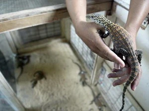 Một con rồng Komodo con. (Nguồn: AFP)