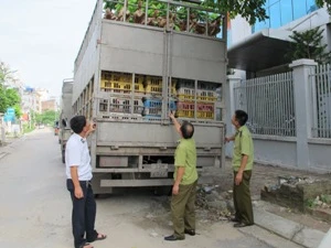 Hai xe chở hơn 6 tấn gà bị tạm giữ tại đội quản lý thị trường số 11, Chi cục QLTT Hà Nội (Ảnh: Đức Duy/Vietnam+)