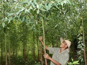 Một hộ dân chăm sóc diện tích rừng trồng. (Ảnh: Trần Việt/TTXVN).
