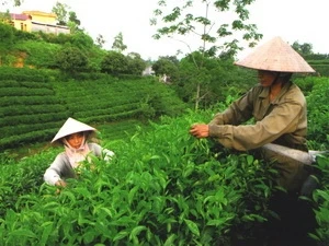 Thu hoạch chè búp tươi tại huyện Đồng Hỷ, Thái Nguyên. (Ảnh: Hồng Kỳ/TTXVN).