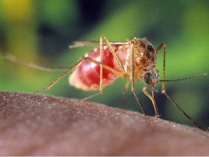 Muỗi là thủ phạm gieo rắc virus Tây sông Nile sang người. (Ảnh: inserbia.info)