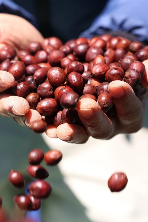 Càphê đặc sản của trang trại Aeroco Coffee đã có mặt ở thị trường các nước châu Âu, Nhật Bản, Hoa Kỳ, Canada, Trung Quốc. (Ảnh: Tuấn Anh/TTXVN)