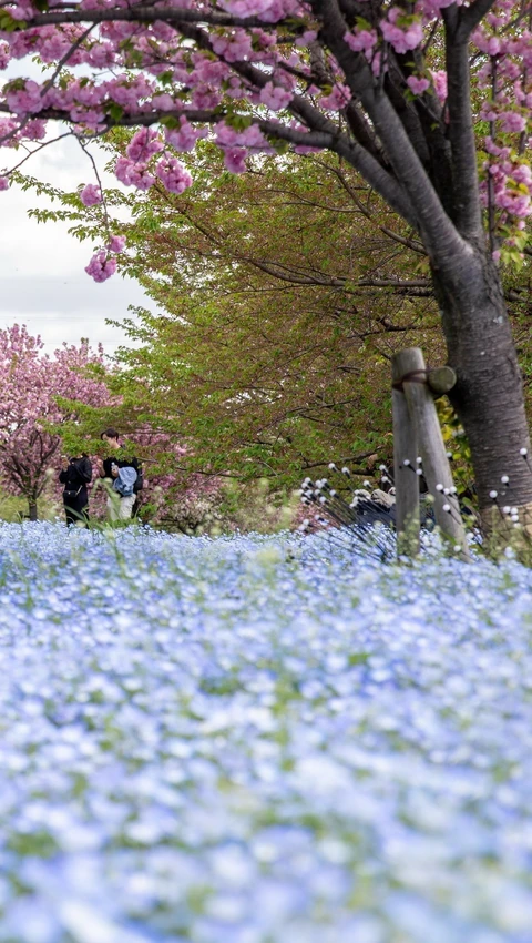 Mãn nhãn với sắc hoa đào kép trên đồi hoa Nemophila xanh biếc