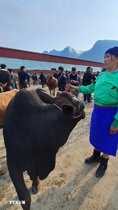Khám phá nét độc đáo của Chợ bò Mèo Vạc ở Hà Giang