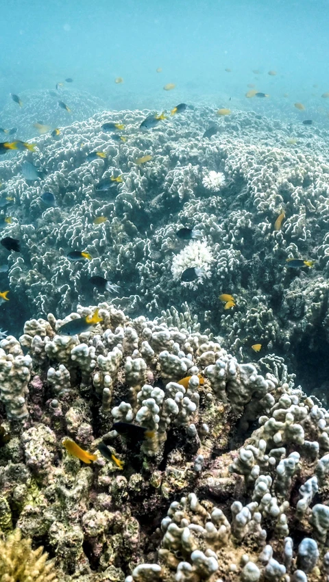Đợt tẩy trắng san hô lớn thứ 2 trong thập kỷ