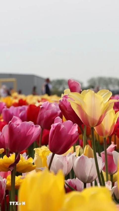 Rực rỡ những cánh đồng hoa tulip ở Hà Lan