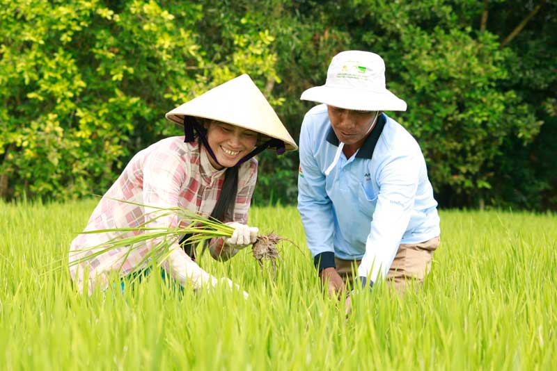 vietnam-rice.jpg