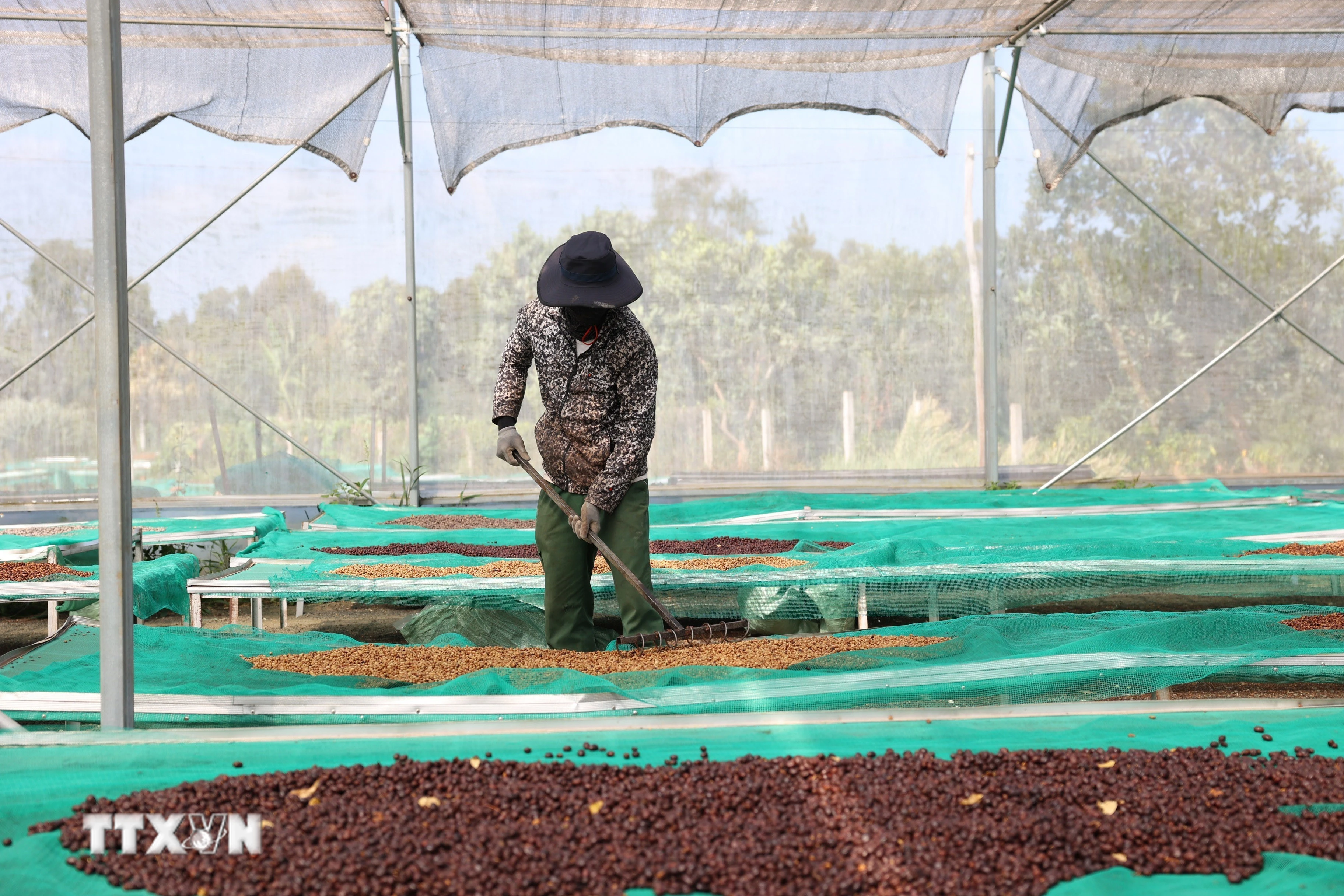 Càphê đặc sản được phơi trong nhà lưới theo quy trình nghiêm ngặt tại trang trại Aeroco Coffee để đảm bảo chất lượng. (Ảnh: Tuấn Anh/TTXVN)