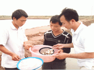 Sản xuất giống cá chim biển vây vàng ở Trung tâm giống hải sản tỉnh Nam Định. (Ảnh: Báo Nam Định)