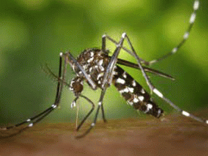 Muỗi vằn là trung gian lây truyền bệnh sốt xuất huyết. (Nguồn: Internet)