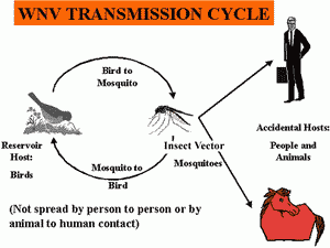 Con đường lây lan của virus Tây sông Nile. (Nguồn: coconino.az.gov)