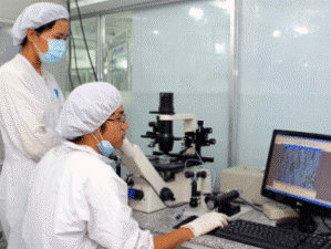 Sinh viên Trường Đại học Khoa học tự nhiên, Thành phố Hồ Chí Minh, nghiên cứu ứng dụng tế bào gốc tại phòng thí nghiệm. (Ảnh: Phương Vy/TTXVN).