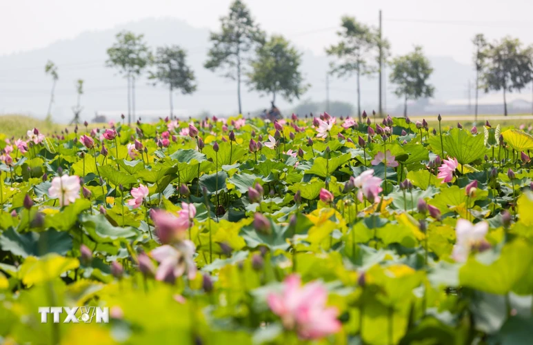 Xã Kim Liên (huyện Nam Đàn) chủ trương cải tạo gần 6 hecta ao hồ hoang hóa trên địa bàn để phát triển mô hình trồng sen.(Ảnh: Bích Huệ/TTXVN)