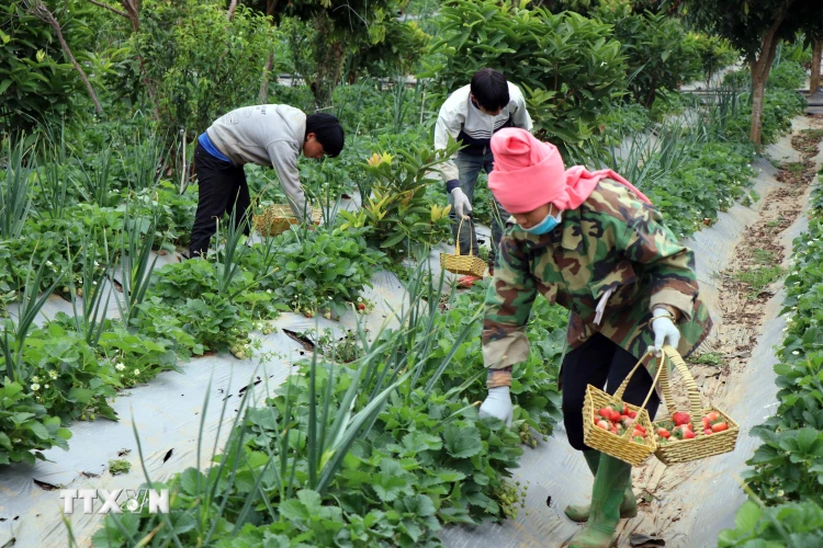 Thành viên Hợp tác xã dâu tây Xuân Quế, xã Cò Nòi thu hoạch dâu tây. (Ảnh: Hữu Quyết/TTXVN)