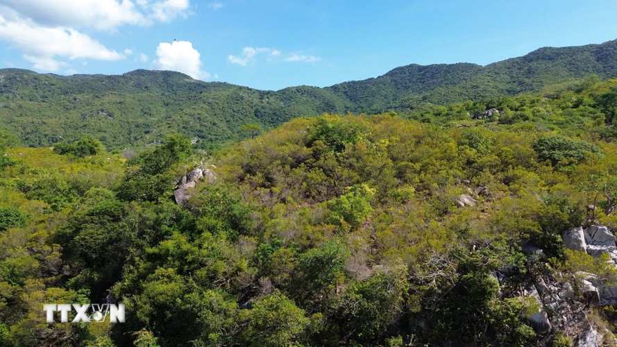 Hệ sinh thái rừng ở Khu Dự trữ Sinh quyển Thế giới Núi Chúa tại tỉnh Ninh Thuận. (Ảnh: Nguyễn Thành/TTXVN)
