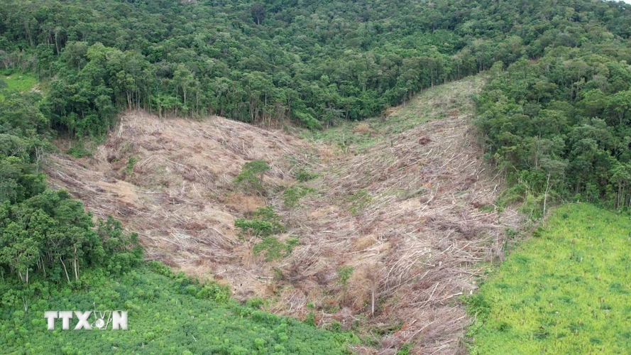 Hiện trường vụ phá rừng tại tiểu khu 793 thuộc lâm phần Công ty Trách nhiệm hữu hạn Một thành viên Lâm nghiệp Kông H’de, huyện Kông Chro, tỉnh Gia Lai. (Ảnh: Hoài Nam/TTXVN)