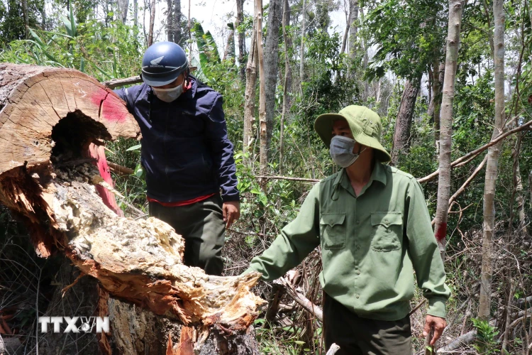 Từ nhiều năm nay, tình trạng phá rừng khu vực giáp ranh giữa hai huyện Ea Kar và Krông Bông (tỉnh Đắk Lắk) rất nghiêm trọng. (Ảnh: TTXVN)