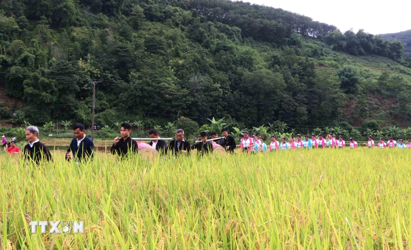 Bắt đầu Lễ hội Kin lẩu khẩu mẩu là nghi thức rước hồn lúa khi đi qua cánh đồng lúa của bản. (Ảnh: Nguyễn Oanh/TTXVN)