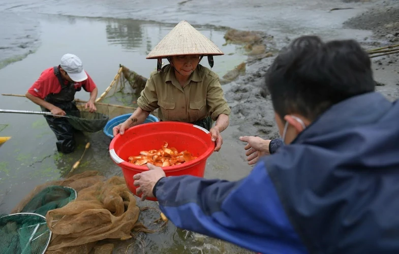 Nghề nuôi cá chép đỏ làng Thủy Trầm (xã Tuy Lộc huyện Cẩm Khê, tỉnh Phú Thọ) góp phần đem lại hiệu quả kinh tế cao cho các hộ nuôi. (Ảnh: Tạ Toàn/TTXVN)
