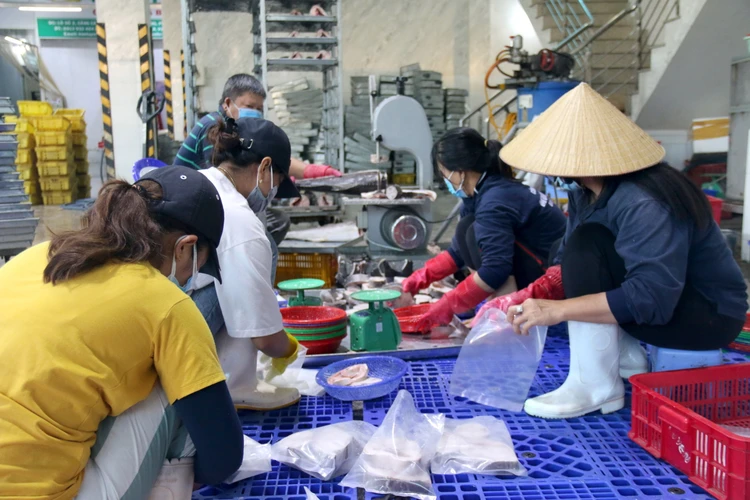 Bốn tấn cá bóp tươi được chuẩn bị sẵn sàng hỗ trợ người dân Thành phố Hồ Chí Minh và tỉnh Bình Dương. (Ảnh: Nguyễn Thanh/TTXVN)