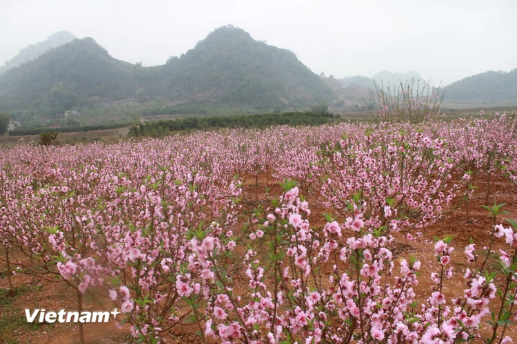 Tại phường Chiềng Sinh, thành phố Sơn La, vườn đào Nhật Tân với hơn 400 gốc đang bắt đầu nở hoa. (Ảnh: Hữu Quyết/Vietnam+)