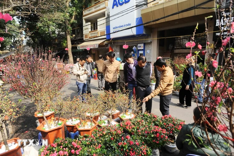 Khách chọn mua hoa và cây cảnh tại chợ hoa Tết Hàng Lược. (Ảnh: Minh Đức/TTXVN) 
