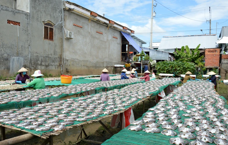 Phơi khô cá lóc tại cơ sở sản xuất khô Như Hằng tại xã Phú Thọ (Tam Nông, Đồng Tháp). (Ảnh: Nhựt An/TTXVN)