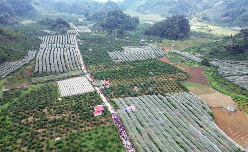 Thung lũng mận Nà Ka nơi diễn ra Ngày hội hái quả mận hậu Mộc Châu năm 2023. (Ảnh: Quang Quyết/TTXVN)