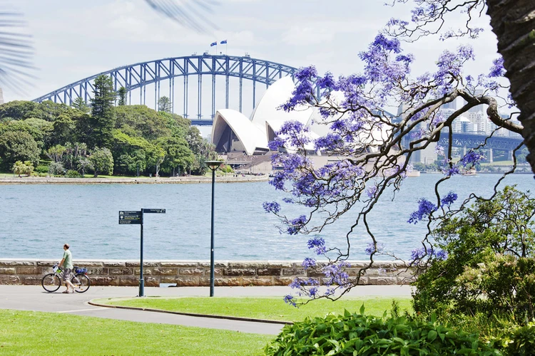 Hoa jacaranda tại Vườn thực vật Hoàng gia Sydney. (Nguồn: Destination NSW)