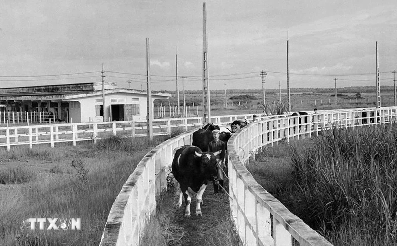 Trại bò giống Ba Vì (Hà Nội)-một trong 5 công trình kinh tế-xã hội hiện đại được Cuba tặng Việt Nam năm 1973, sau chuyến thăm của Lãnh tụ Cuba Fidel Castro. (Ảnh: TTXVN)