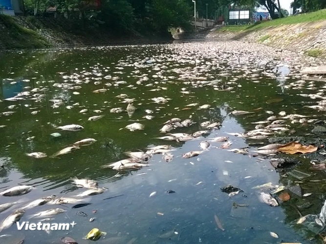 Cá chết bốc mùi hôi thối tại Hồ Thiền Quang. (Ảnh: Hùng Võ/Vietnam+)