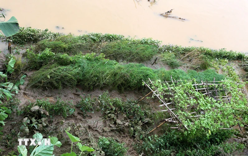 Do ảnh hưởng của mưa lũ kéo dài tại Lào Cai kết hợp với mưa lớn ở phía thượng nguồn Trung Quốc nên ở thượng nguồn sông Hồng đoạn chảy qua thành phố Lào Cai, nước sông đang lên nhanh. (Ảnh: Quốc Khánh/TTXVN)