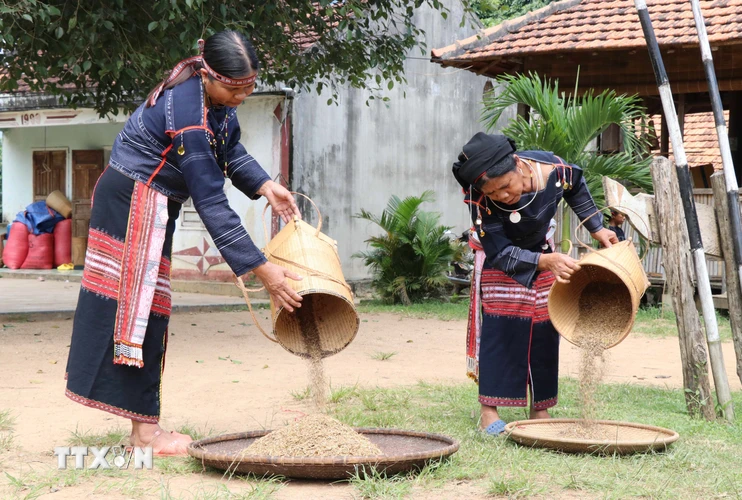 Hạt Cào được sàng sẩy, hong khô. (Ảnh: Hồng Điệp/TTXVN)