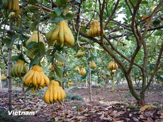 Phật thủ được trồng bằng công nghệ cao, quy trình xử lý hữu cơ vi sinh theo chuẩn GlobalGap cho trái lớn, trúng mùa. (Ảnh: Hạnh Nguyễn/Vietnam+) 