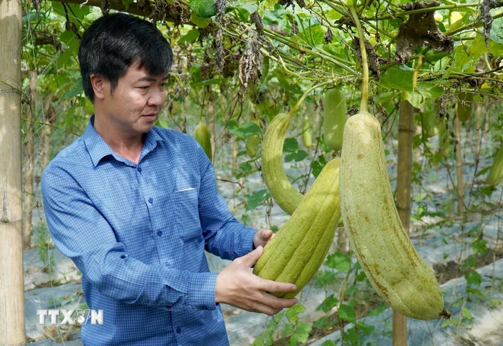 Xơ mướp tưởng chừng không có nhiều giá trị về kinh tế, thế nhưng, anh Tạ Quý Tôn, ở xã Nguyệt Đức, huyện Thuận Thành, tỉnh Bắc Ninh, lại biến chúng trở thành những bộ sản phẩm đồ gia dụng hữu ích, xuất khẩu sang các thị trường Mỹ, Nhật, Hàn Quốc và châu Âu, mang lại giá trị kinh tế cao với trị giá trên 300.000 USD/năm. (Ảnh: Đinh Văn Nhiều/TTXVN)