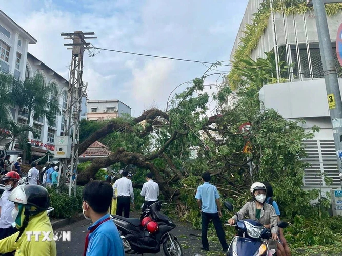 Cây trong trường Trung học cơ sở Trần Văn Ơn (Quận 1, Thành phố Hồ Chí Minh) bị đổ ra đường Nguyễn Văn Thủ. (Ảnh: Hồng Giang/TTXVN) 