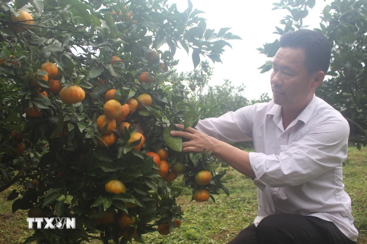 Anh Lê Minh Hải, xã Xuân Hòa, huyện Như Xuân là một trong những người tiên phong đầu tiên trồng cây cam ở đất Xuân Hòa. (Ảnh: Khiếu Tư/TTXVN)