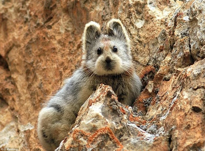 Sau 20 năm, loài động vật có vẻ ngoài giống với gấu Teddy có tên gọi Ili pika thuộc bộ thỏ lại xuất hiện ở Trung Quốc. Được biết, loài động vật này còn quý hiếm hơn cả gấu trúc. Ili pika sống ở vùng núi Thiên Sơn, Tân Cương (Trung Quốc). (Nguồn: QQ) 