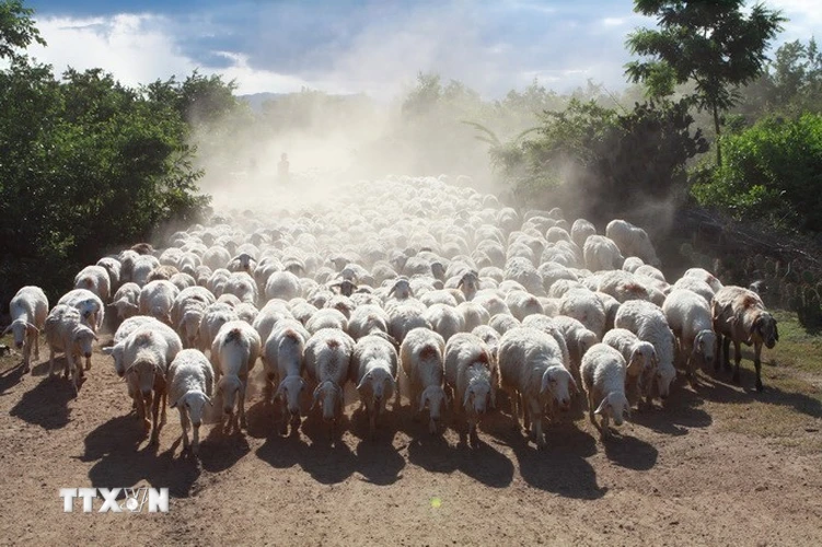 Ninh Thuận tiếp tục phát huy lợi thế về điều kiện tự nhiên để phát triển chăn nuôi cừu, tập trung chủ yếu ở các huyện Ninh Sơn, Ninh Phước, Thuận Nam. (Ảnh: Nguyễn Thủy/TTXVN)